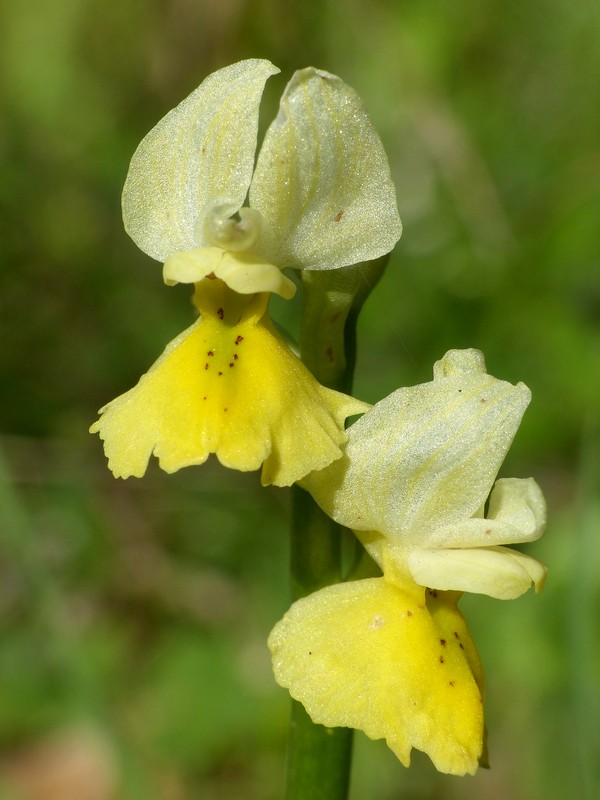 Prima fioritura di orchidee a Palena nel Parco Nazionale della Majella - maggio 2022.